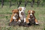 AMSTAFF  PUPPIES 119